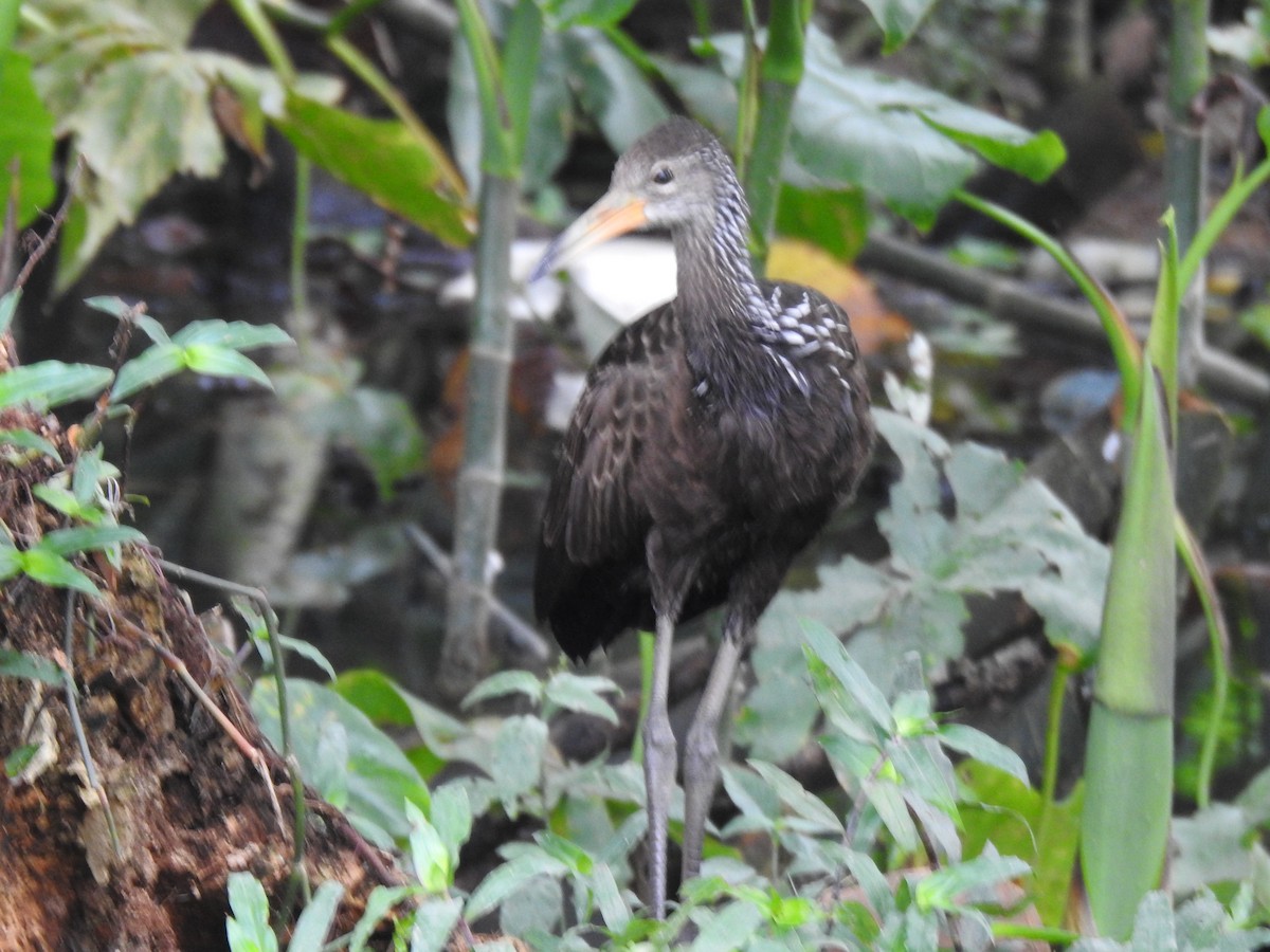 Limpkin - Francisco Javier Alonso Acero  (Hotel Malokamazonas)