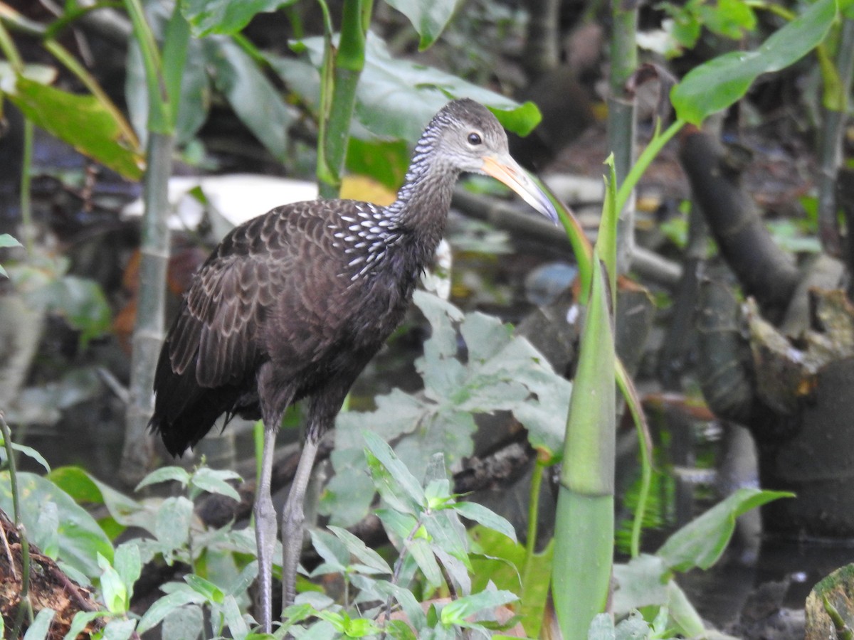 Limpkin - Francisco Javier Alonso Acero  (Hotel Malokamazonas)