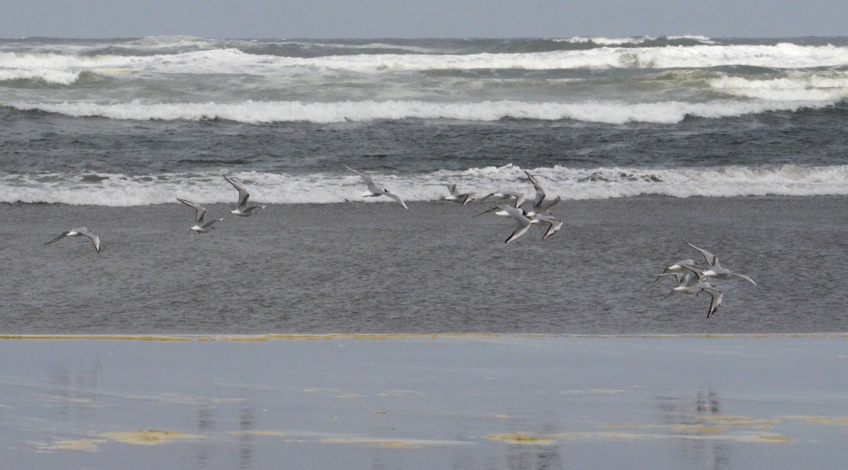 Bonaparte's Gull - J. Micheal Patterson