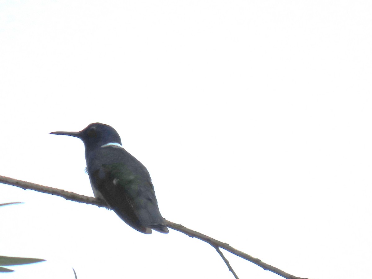 White-necked Jacobin - John Kugler