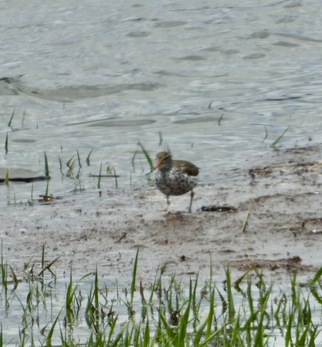 Spotted Sandpiper - Erin Jones