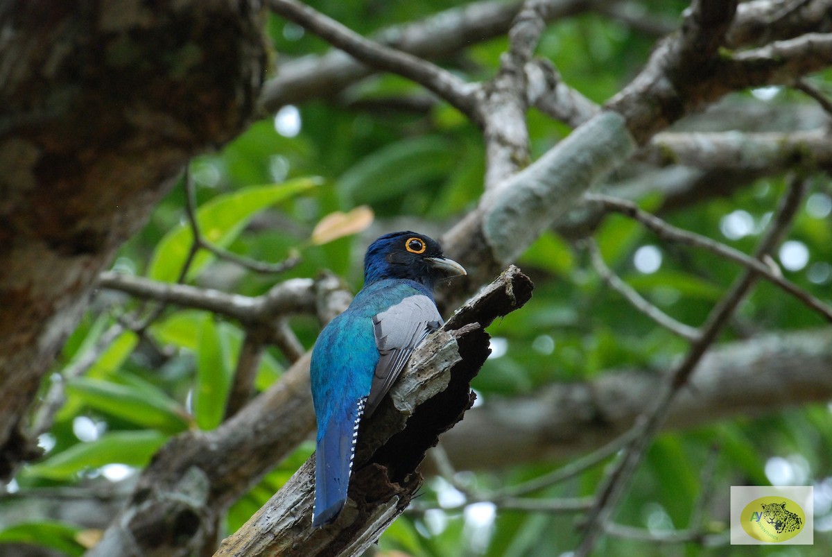 Blue-crowned Trogon - ML619645877