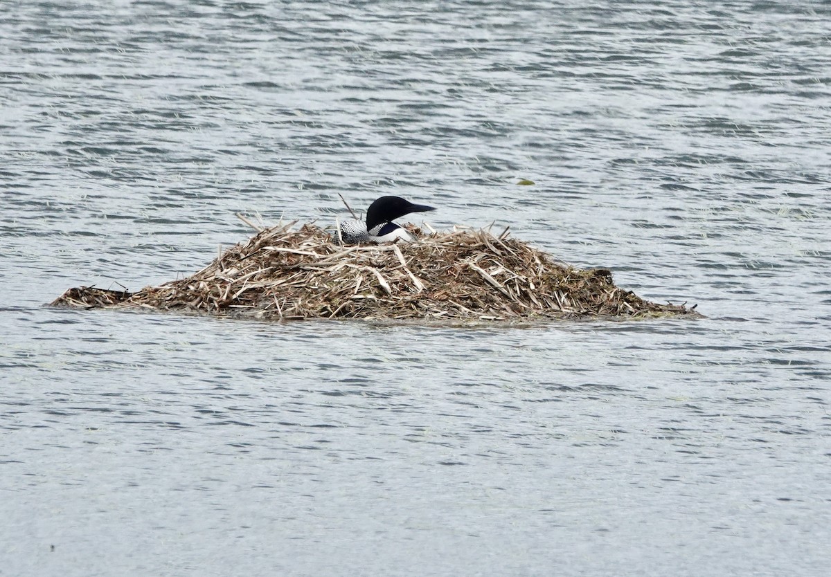 Common Loon - Randy Skiba