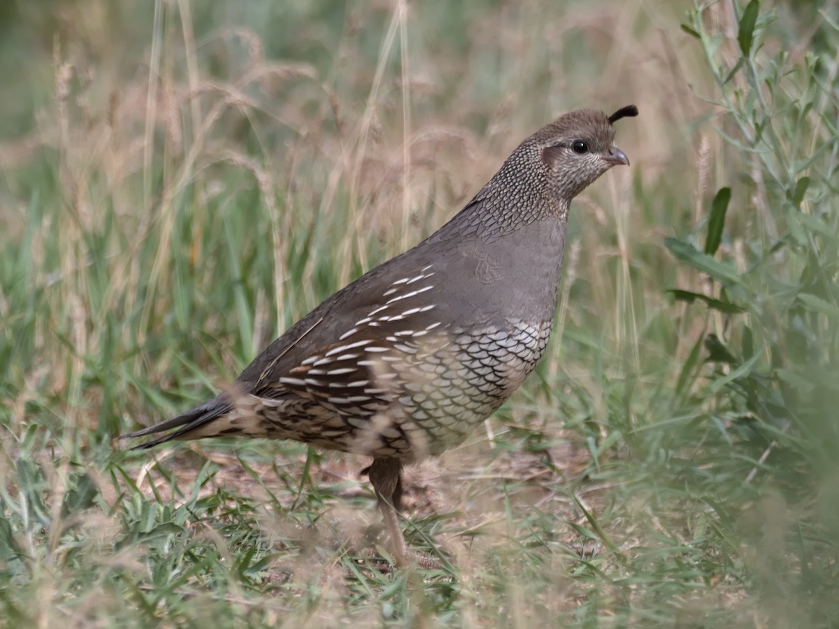 California Quail - ML619645887