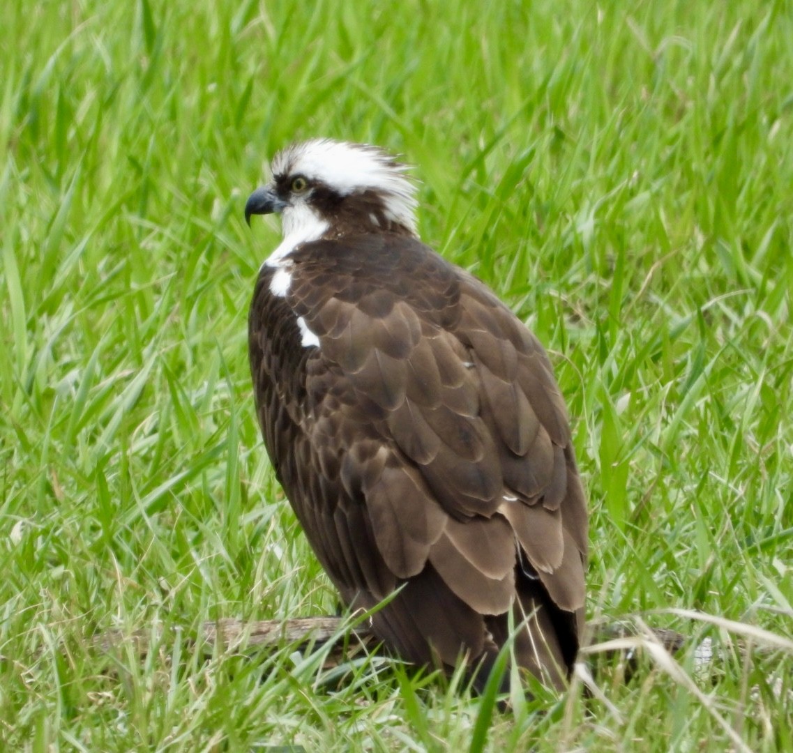 Osprey - Erin Jones