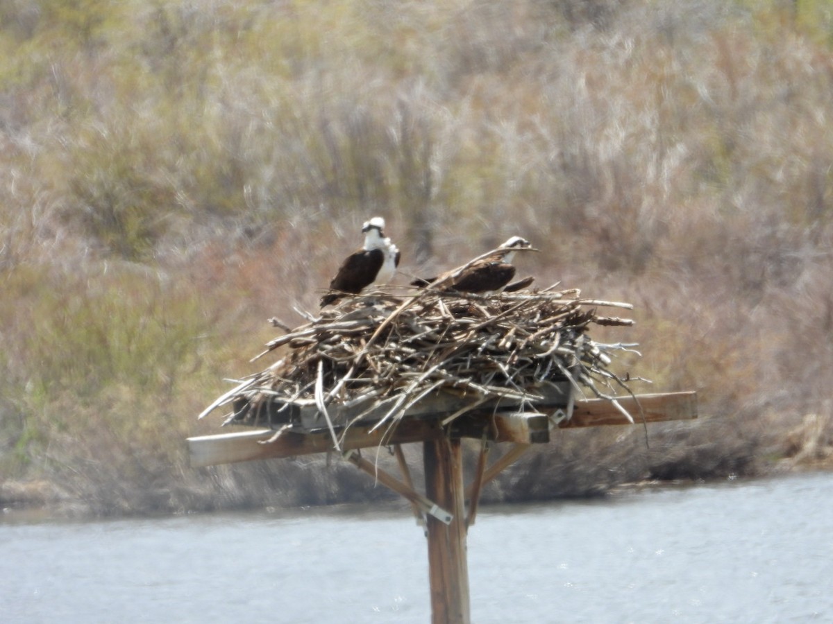 Osprey - ML619645890