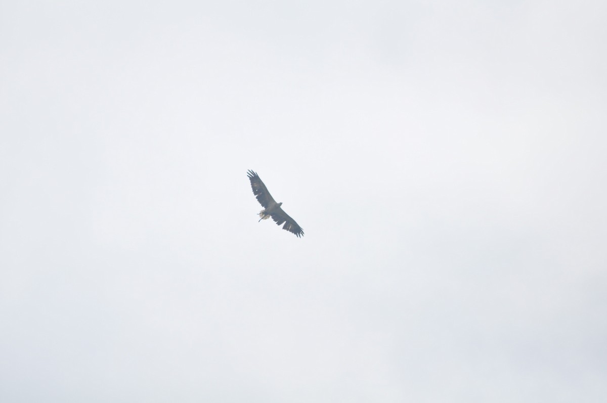 White-bellied Sea-Eagle - Fahrul Shobarudin syahban