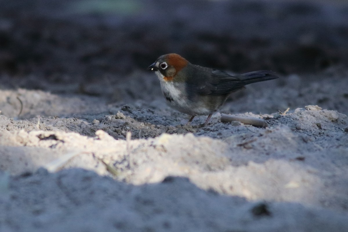 Rusty-crowned Ground-Sparrow - Daniel Becerra