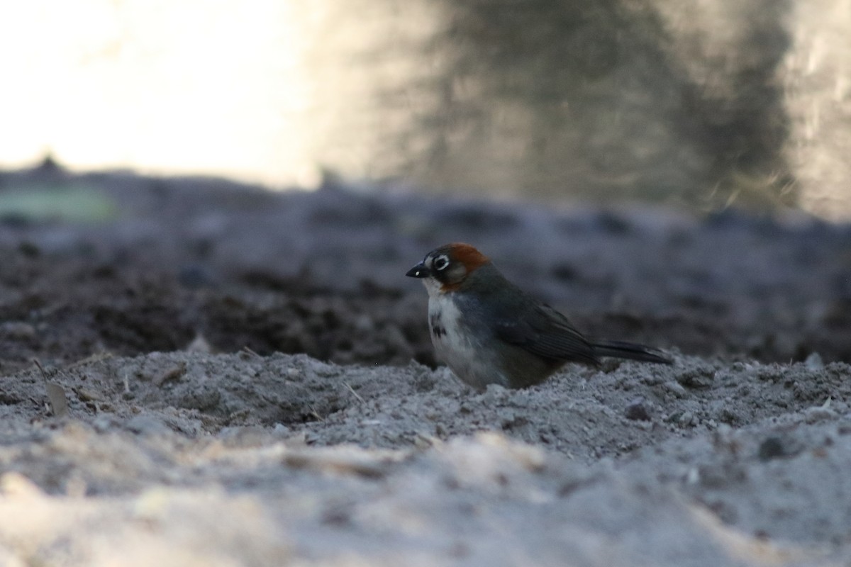 Rusty-crowned Ground-Sparrow - Daniel Becerra