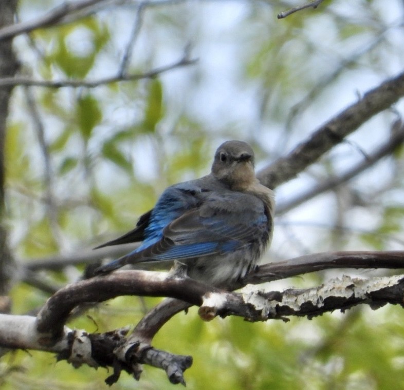 Mountain Bluebird - Erin Jones