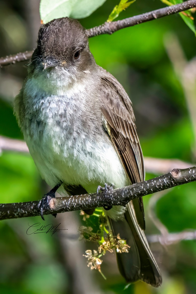 Eastern Phoebe - ML619645915