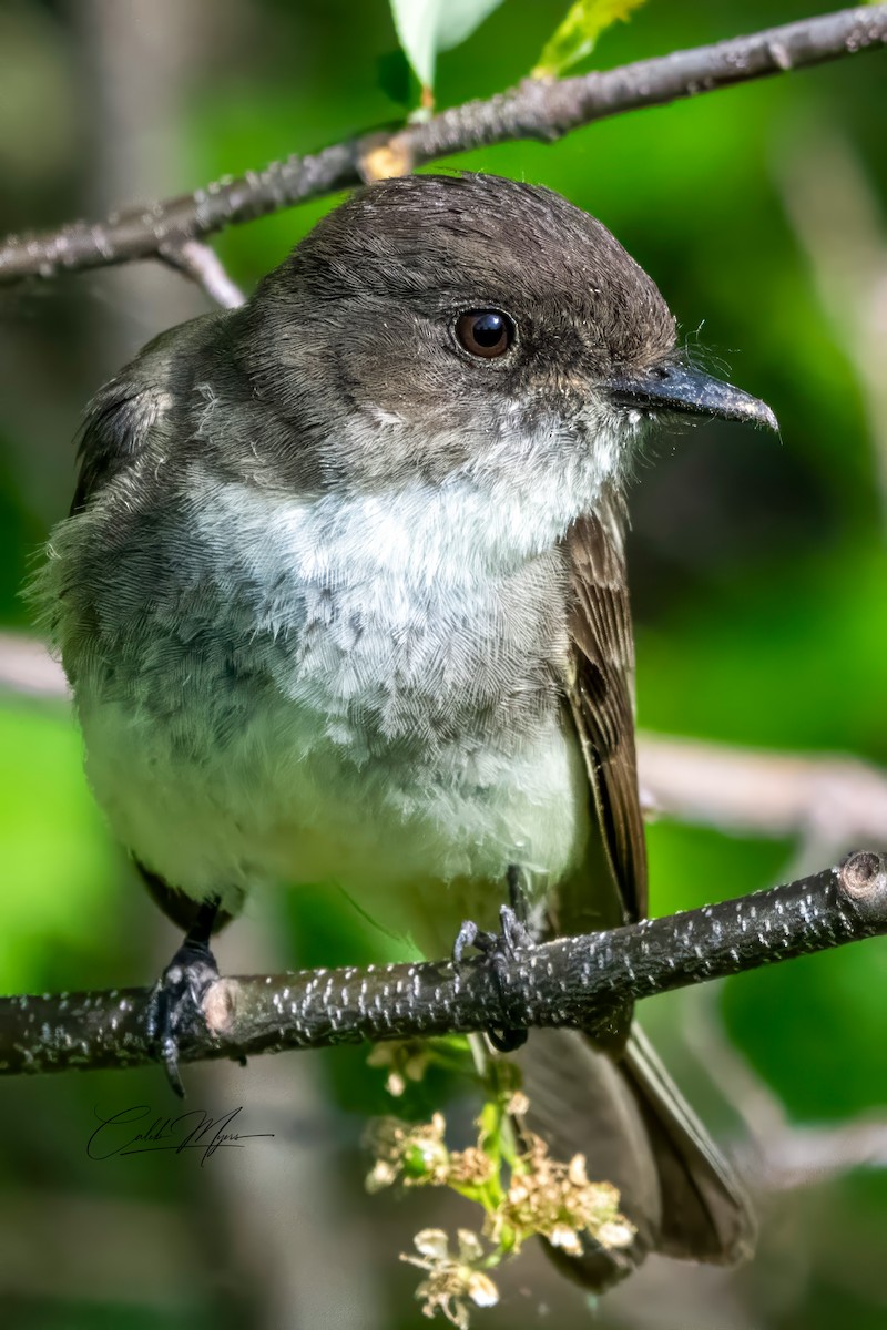 Eastern Phoebe - Caleb Myers