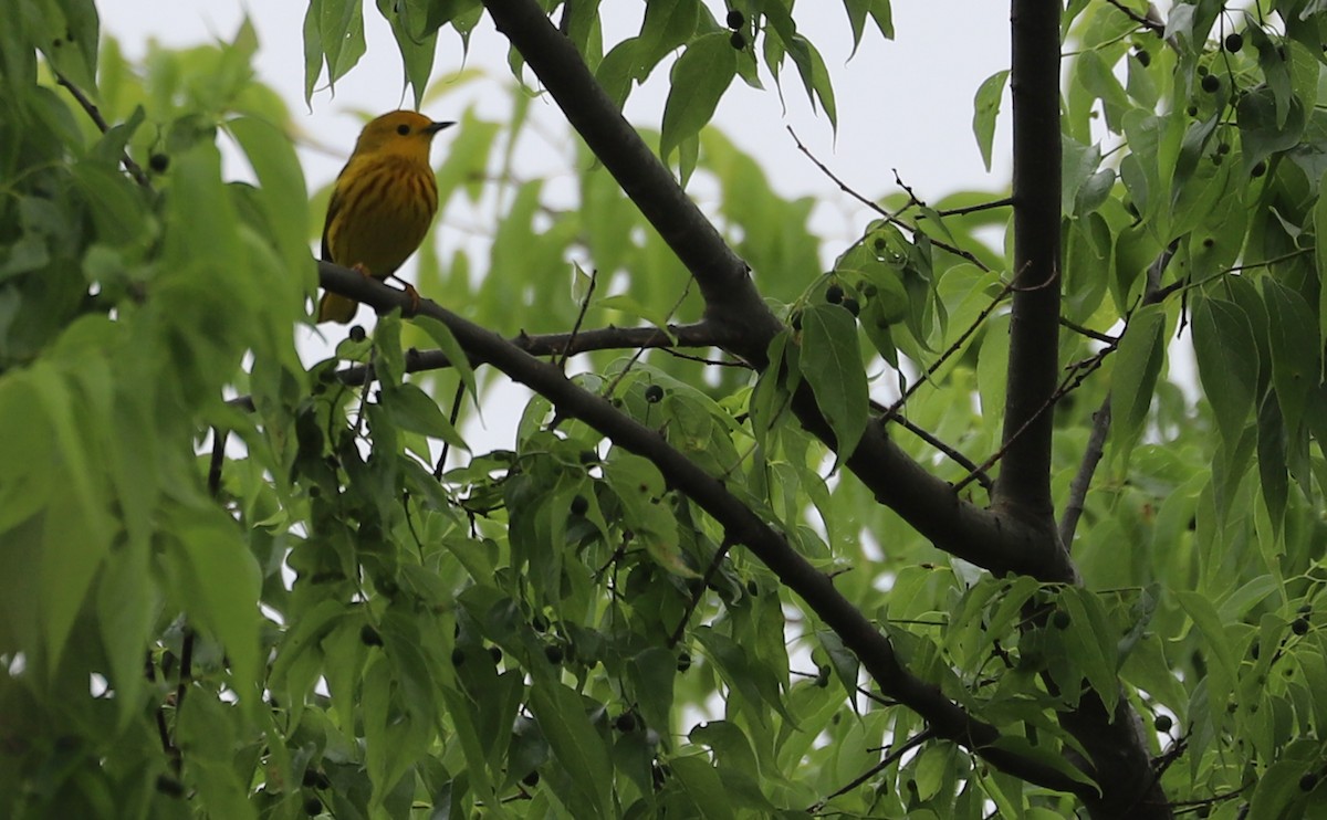 Yellow Warbler (Northern) - ML619645919