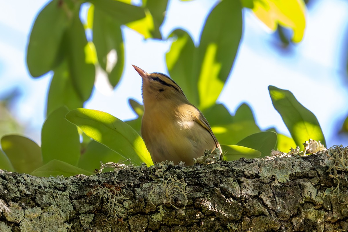 Worm-eating Warbler - Mason Flint