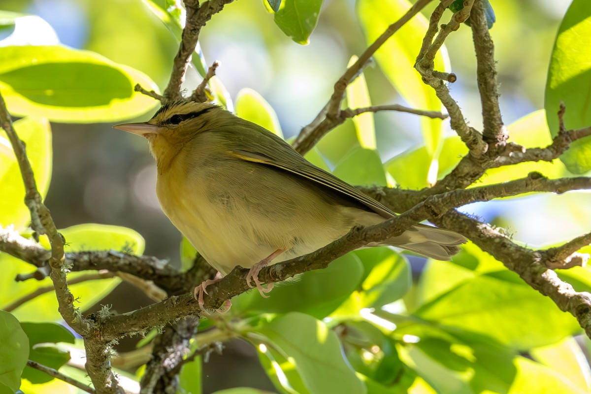 Worm-eating Warbler - Mason Flint