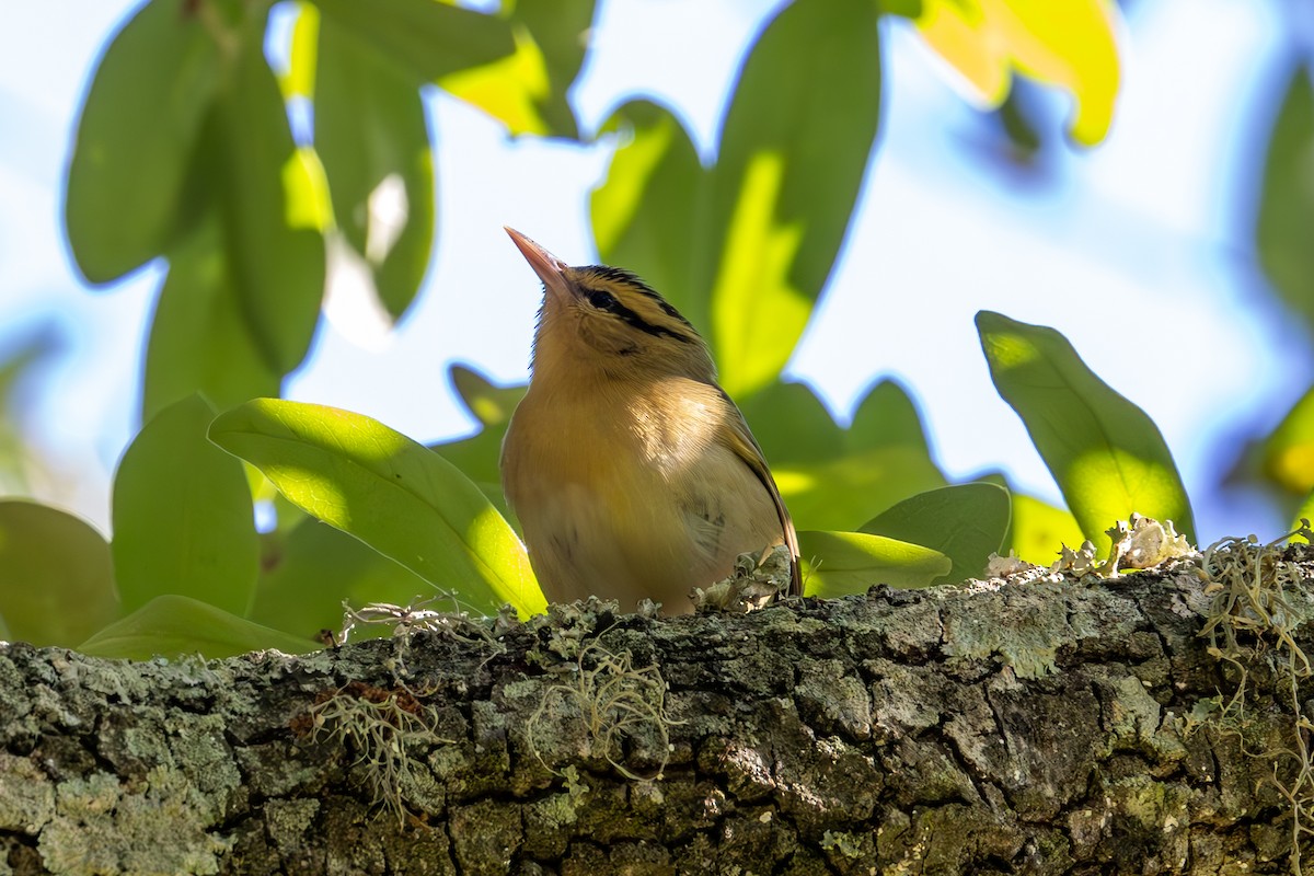 Worm-eating Warbler - Mason Flint