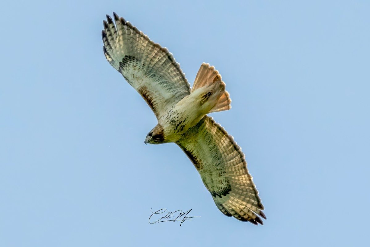Red-tailed Hawk - ML619645928