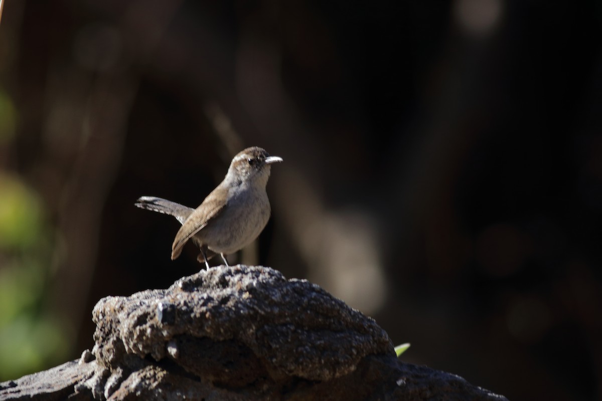 Bewick's Wren - Daniel Becerra