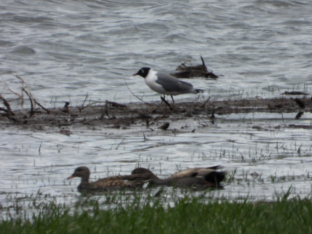 Franklin's Gull - Erin Jones