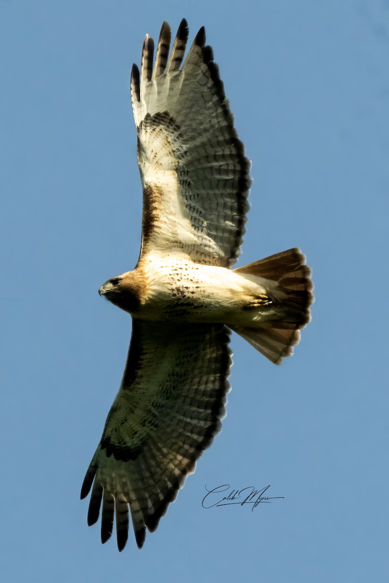 Red-tailed Hawk - ML619645932