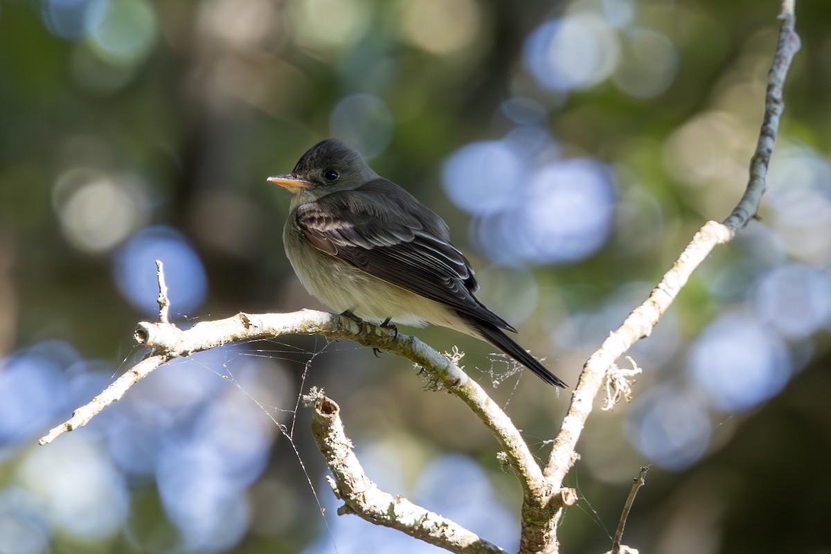 Eastern Wood-Pewee - Mason Flint