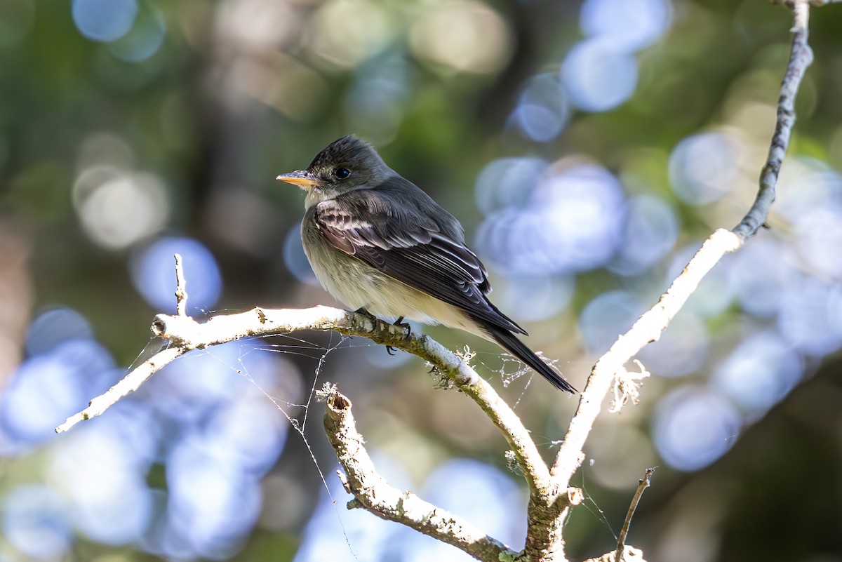 Eastern Wood-Pewee - Mason Flint