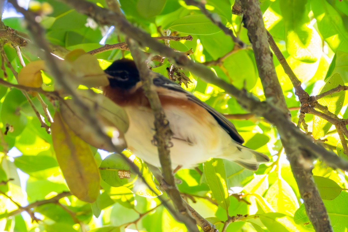 Bay-breasted Warbler - Mason Flint