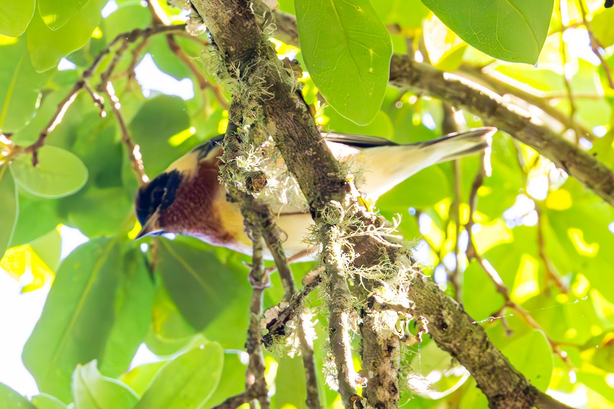 Bay-breasted Warbler - Mason Flint