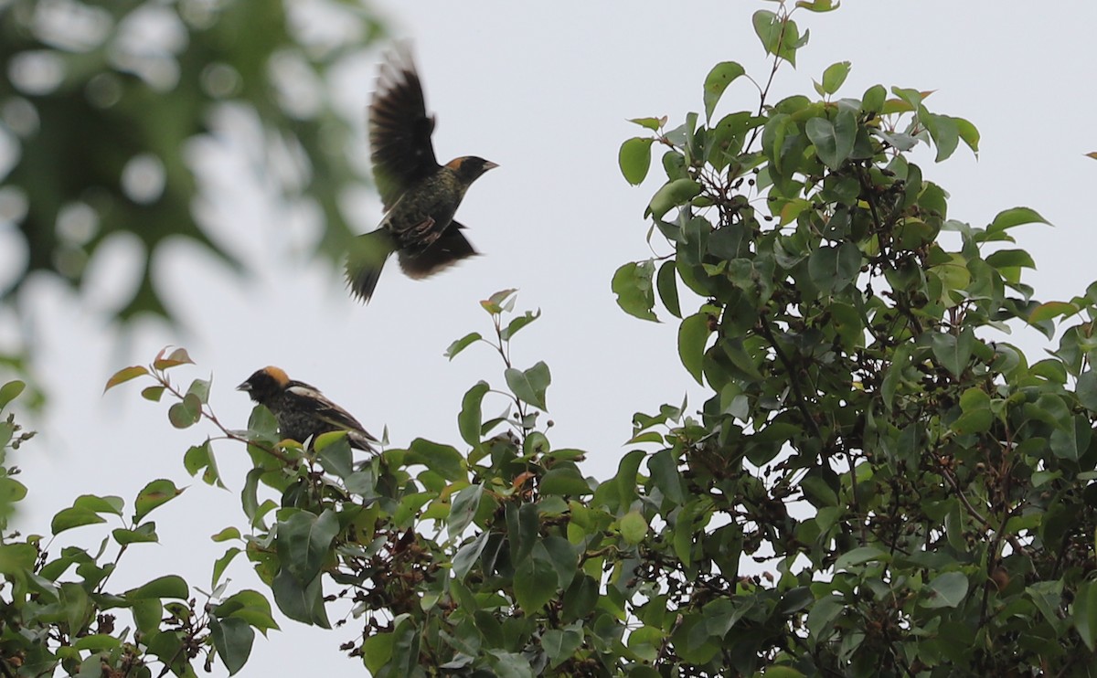 Bobolink - Rob Bielawski