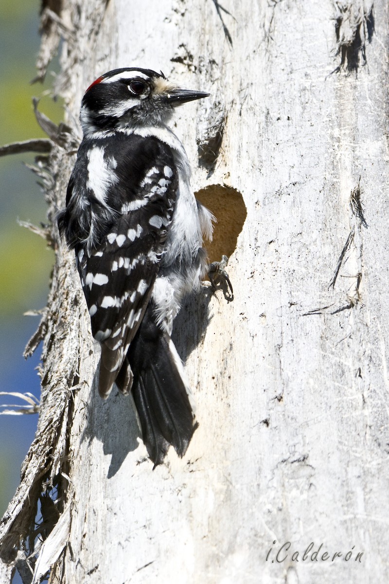 Downy Woodpecker - ML619645954