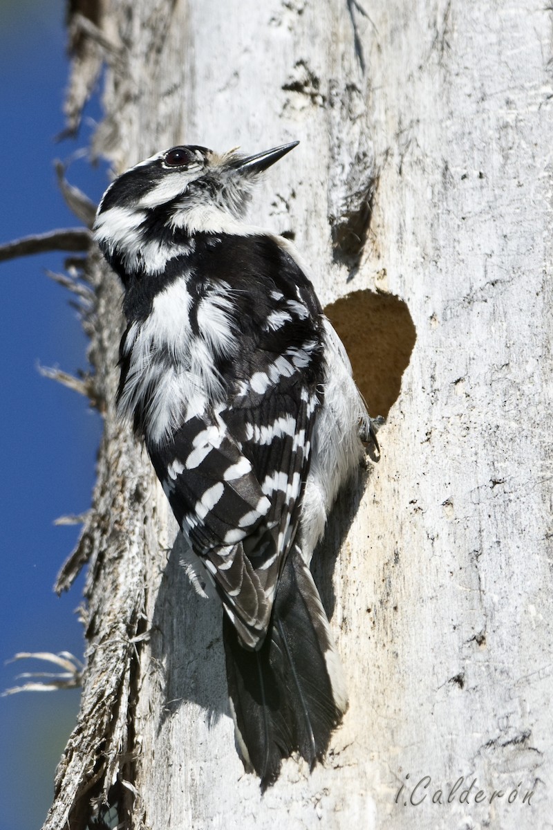 Downy Woodpecker - ML619645955