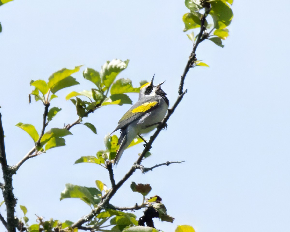 Golden-winged Warbler - ML619645957