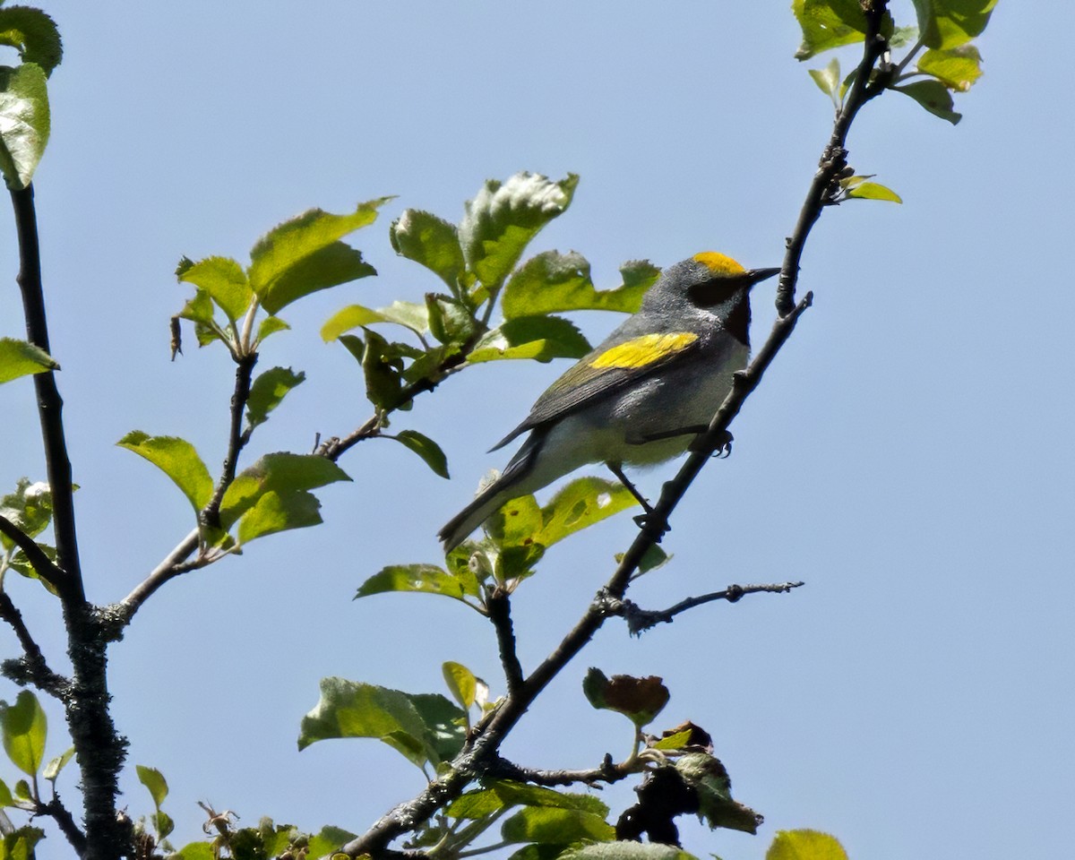 Golden-winged Warbler - ML619645958