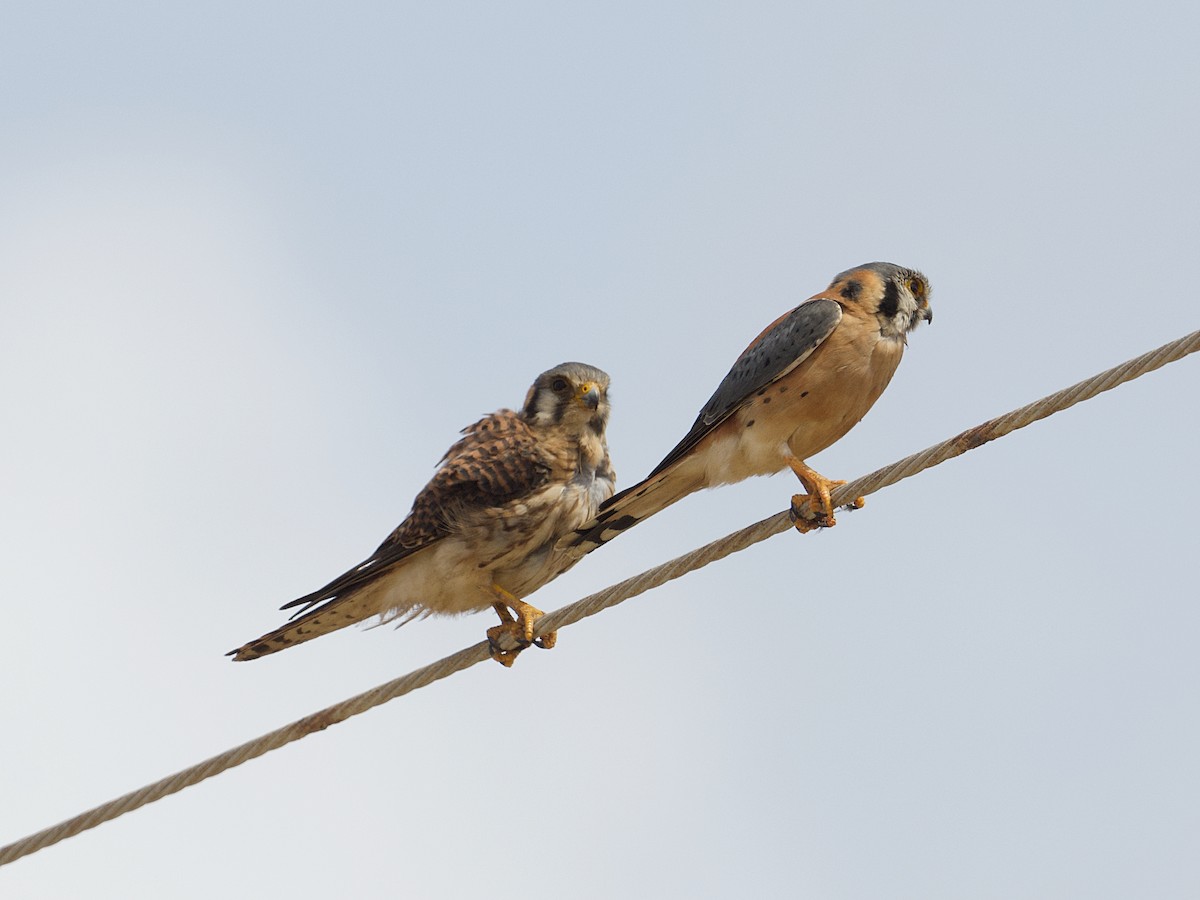 American Kestrel - Michael Tromp