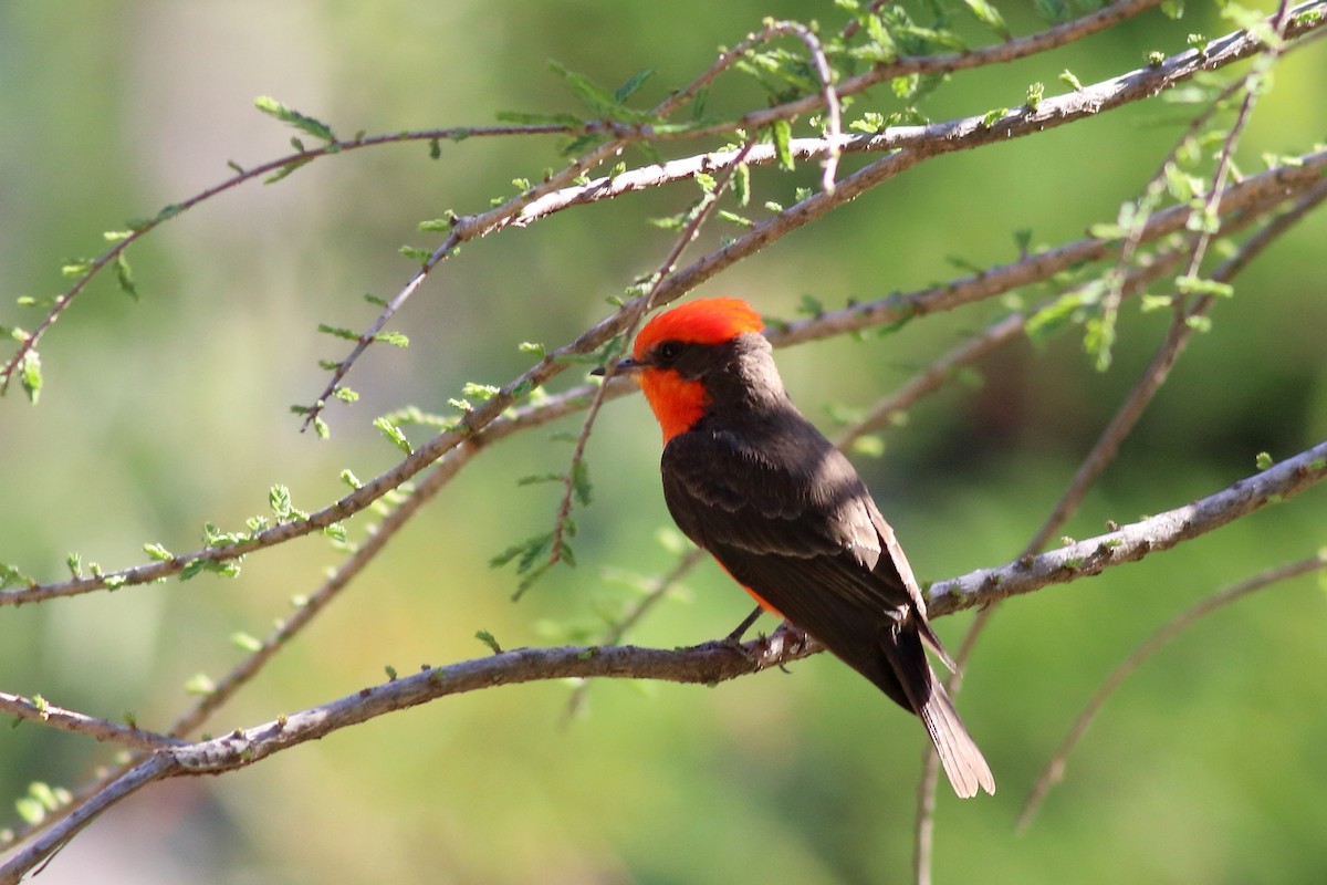 Vermilion Flycatcher - Daniel Becerra