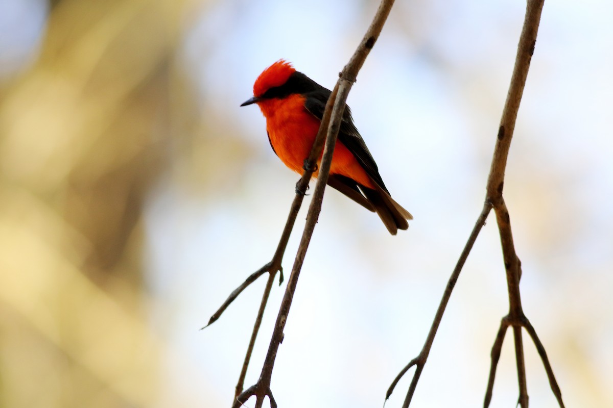 Vermilion Flycatcher - Daniel Becerra