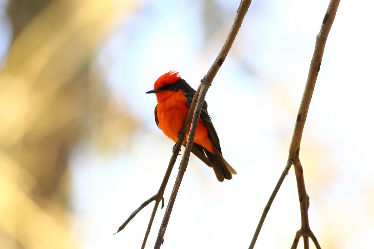 Vermilion Flycatcher - Daniel Becerra