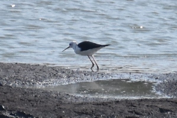 Black-winged Stilt - Nathan O'Reilly