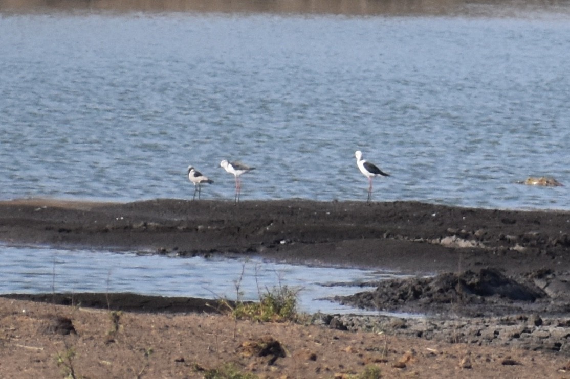 Black-winged Stilt - Nathan O'Reilly