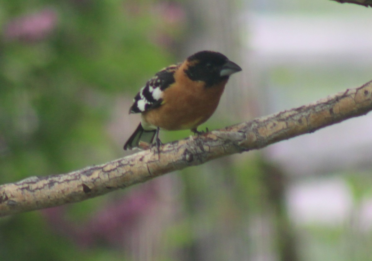 Black-headed Grosbeak - Steven Buhler