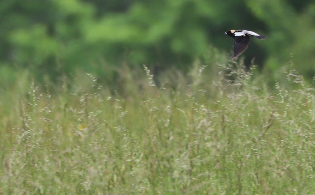 Bobolink - ML619645987