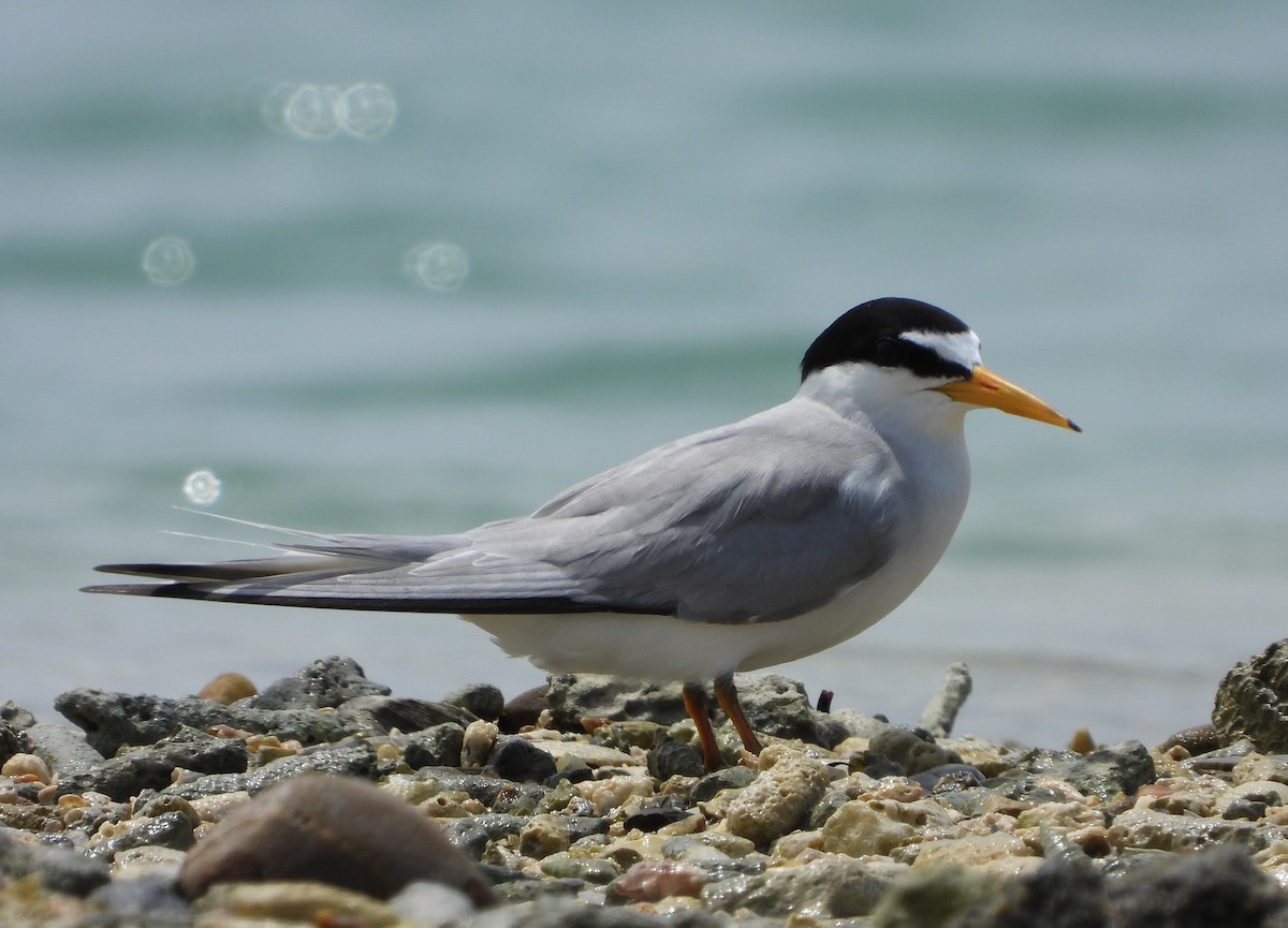 Least Tern - Manuel Pérez R.