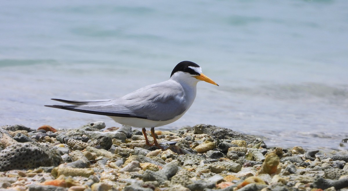 Least Tern - Manuel Pérez R.