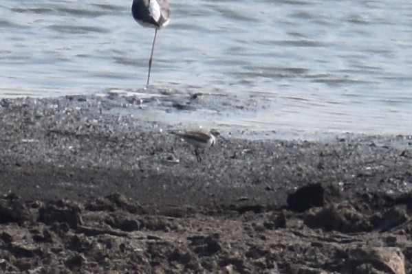Three-banded Plover - ML619645999