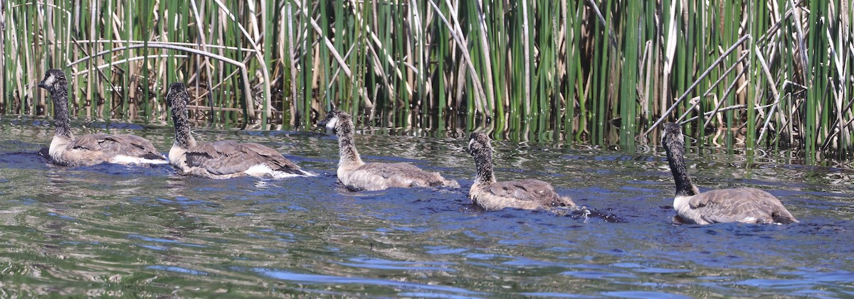 Canada Goose - Jim Parker