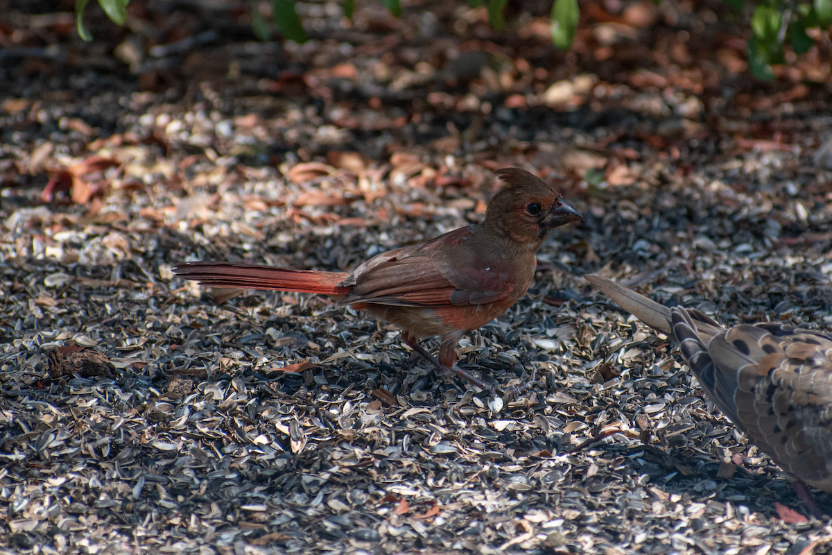 Northern Cardinal - Neil D