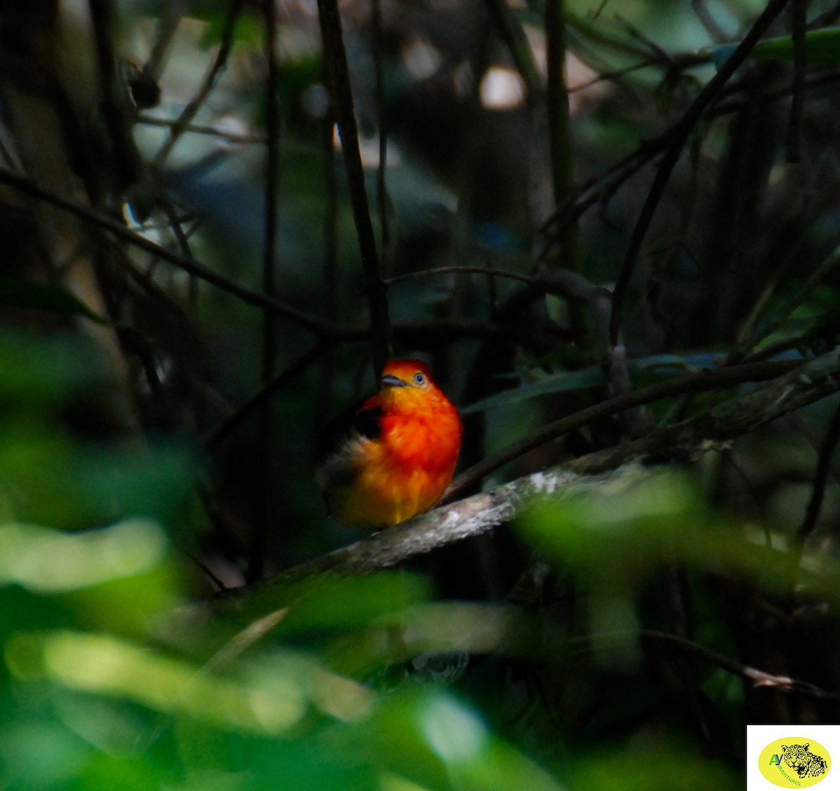 Band-tailed Manakin - ML619646012