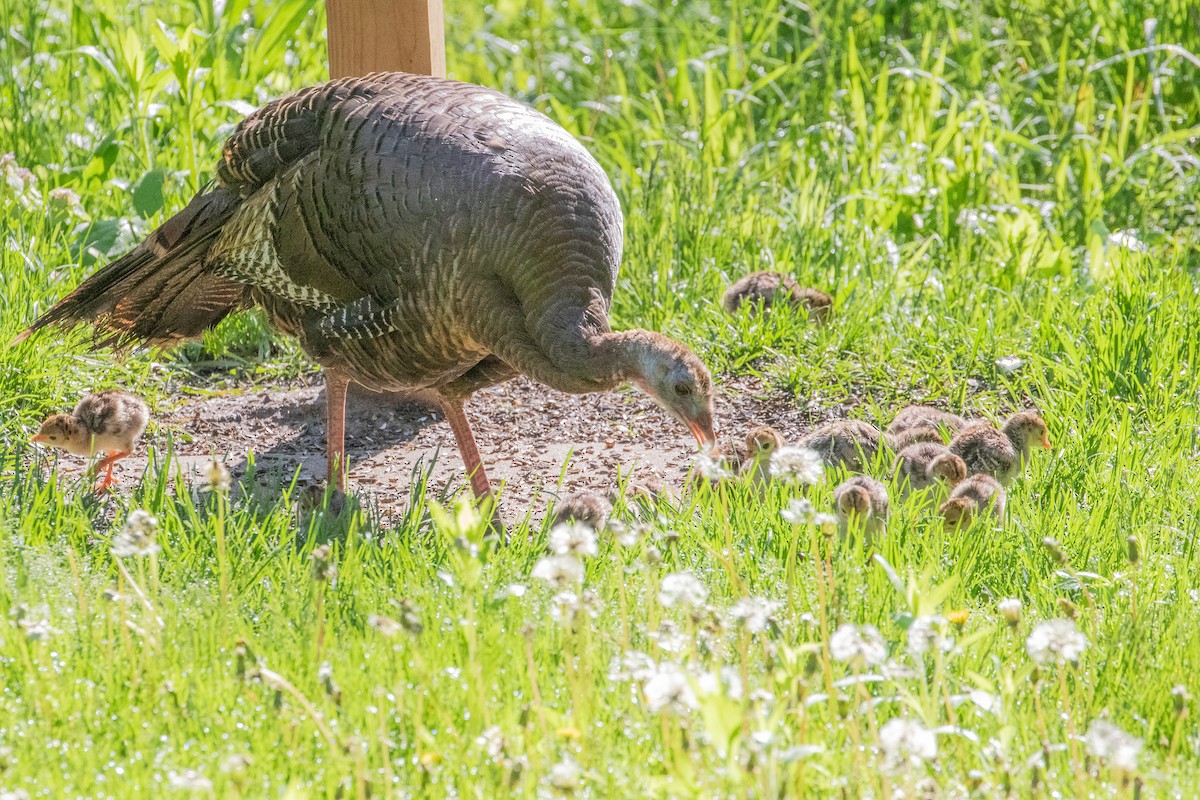 Wild Turkey - Sue Wright