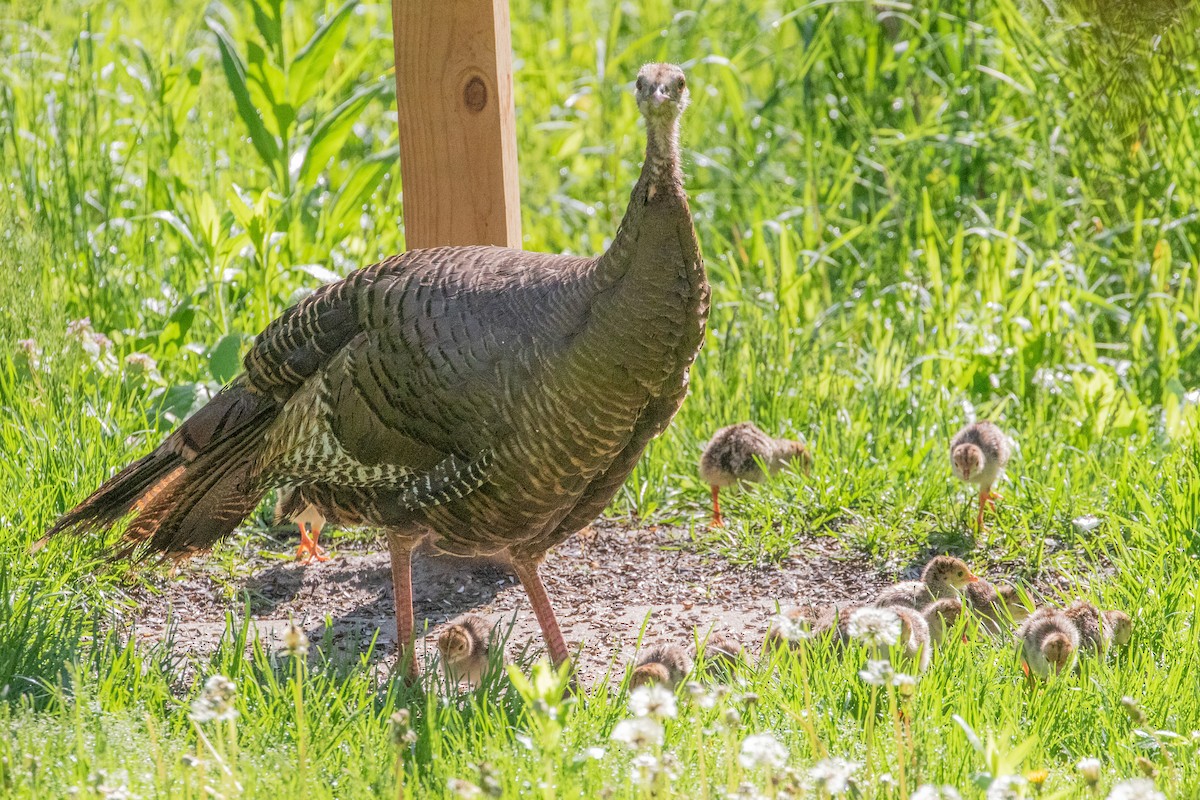 Wild Turkey - Sue Wright