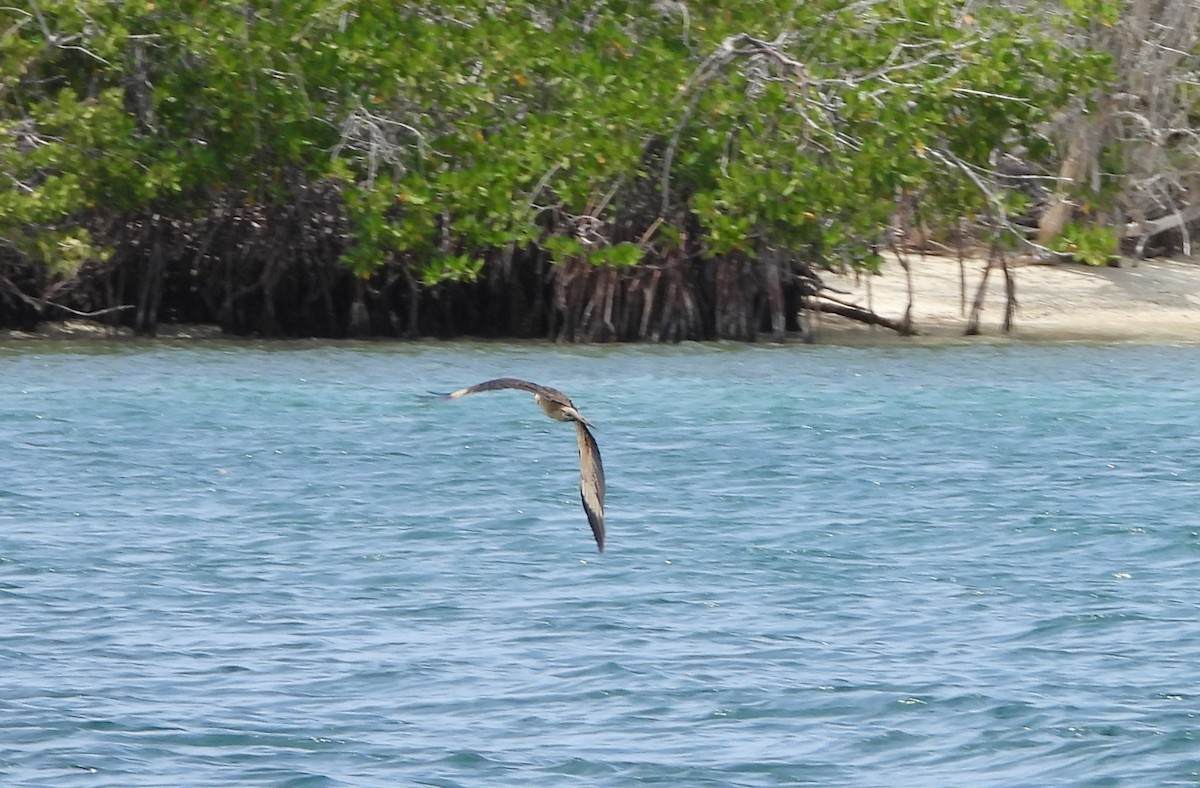 Yellow-headed Caracara - Manuel Pérez R.